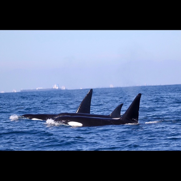 Meet your Posher, Amanda - Picture 6 of 8